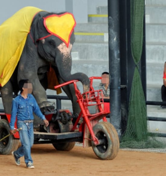 An elephant being forced to ride a bike-like contraption surrounded by two men