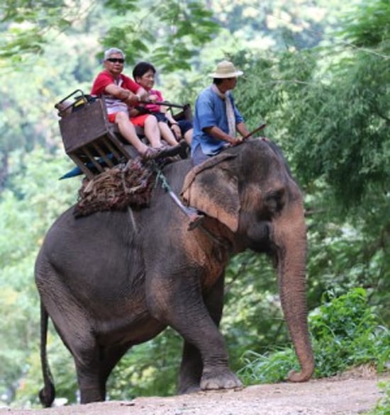 A weary elephant carrying three humans and their gear on its back