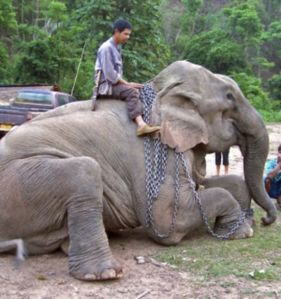 A man sat atop a tired elephant with heavy chains around its neck and feet