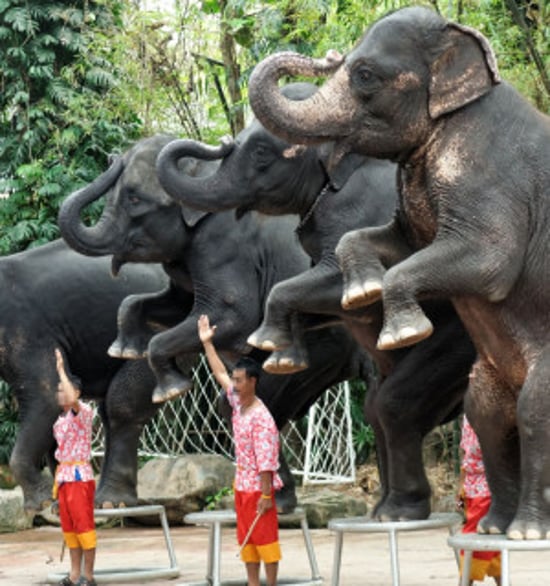 A line of elephants rearing on their hind legs under the command of two men
