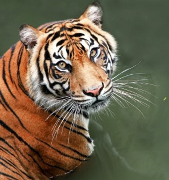 A tiger staring into the camera
