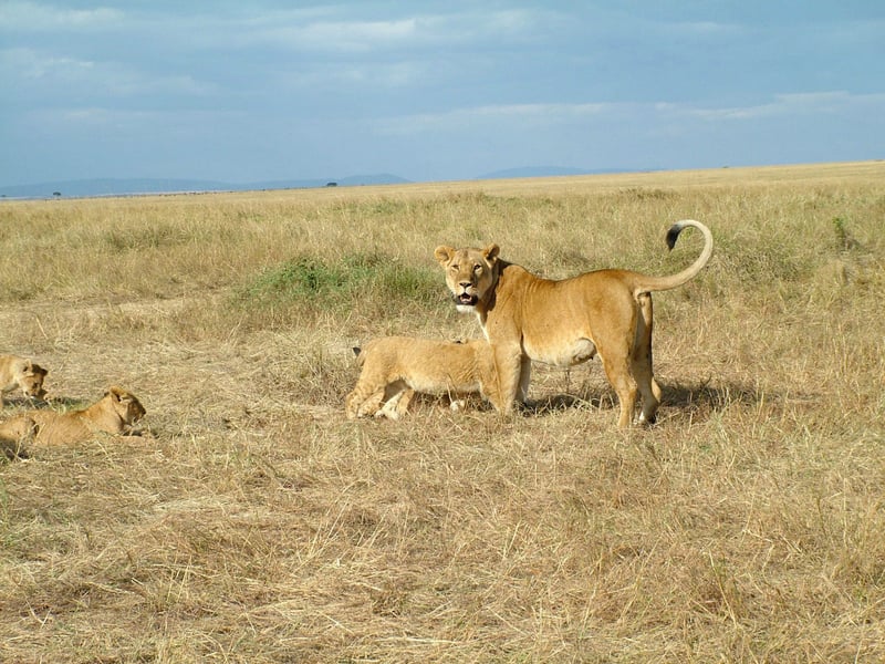 A lioness with cubs in the Mara Masaai Reservation, Kenya
