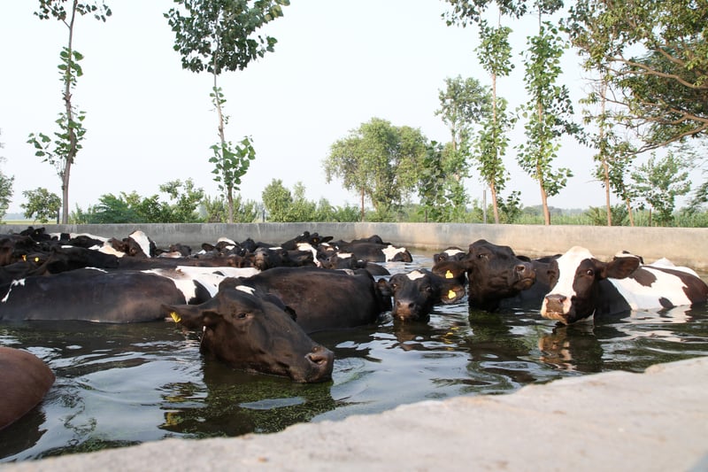 Model Dairy Farm