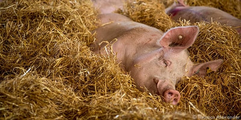 Pig at high welfare farm