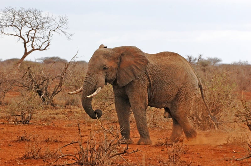African elephant in Kenya savanna