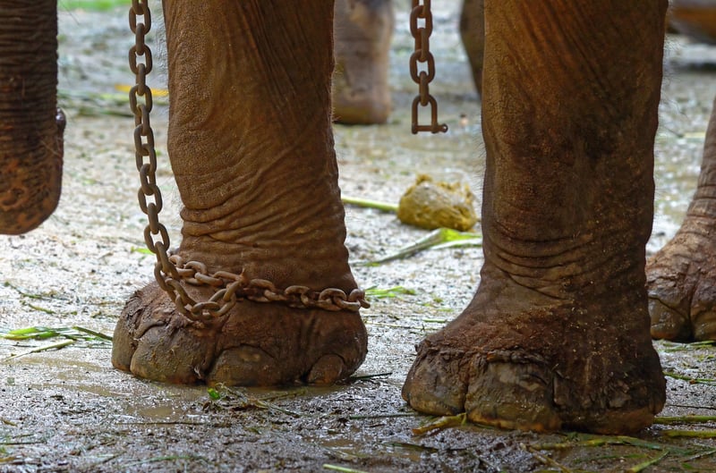 Elephant in chains