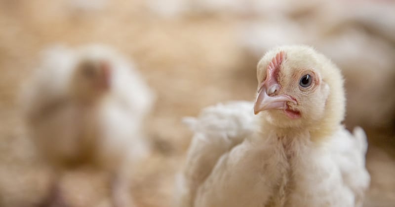 Chicken in a high welfare farm