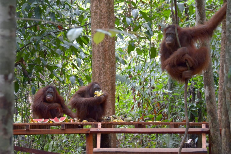animals in the wild, orangutans 