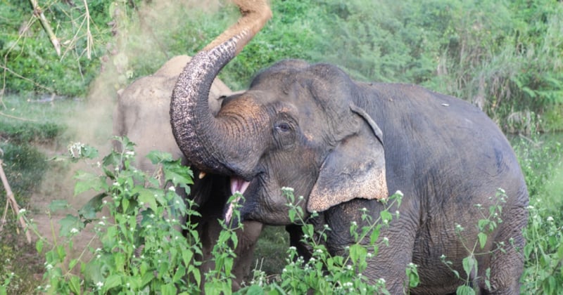 Elephant at a sanctuary
