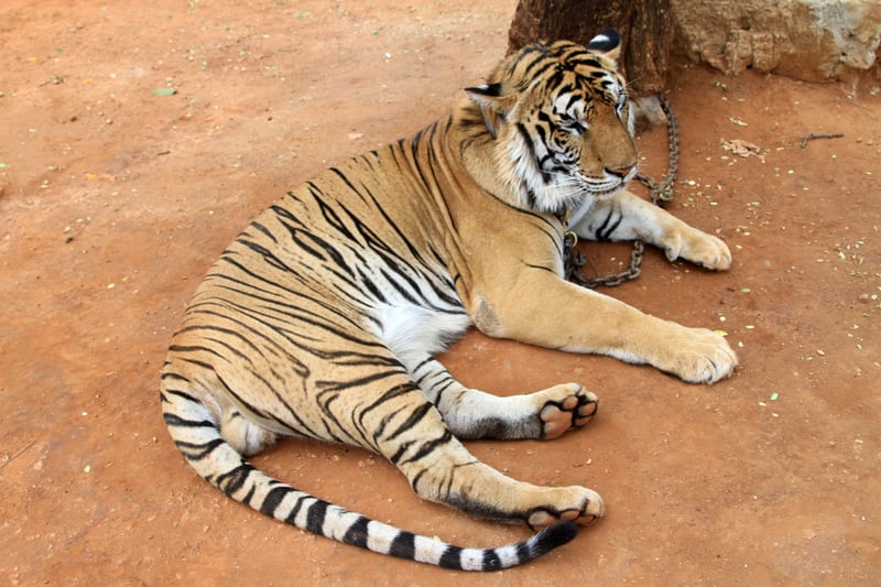 Killing of a Tiger in Lalgarh in West Bengal 
