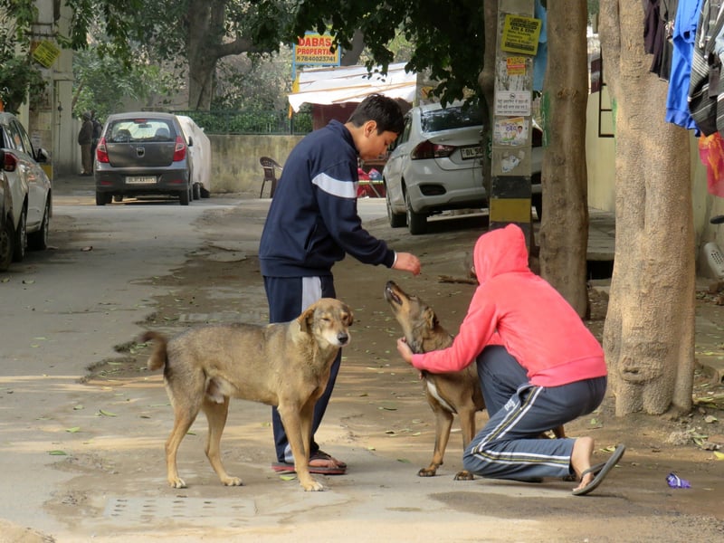 dogs, animals in communities, holi, stray dogs