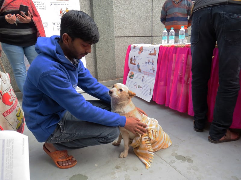 animals in communities, holi, stray dogs, vaccination, dogs, rabies, antirabies vaccination 