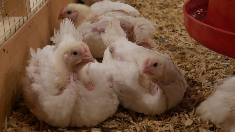 Fast growing Cobb 500 chickens. Credit: World Animal Protection