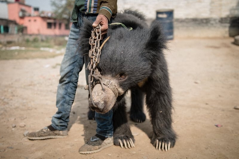 Dancing bear in leash and chains in Nepal