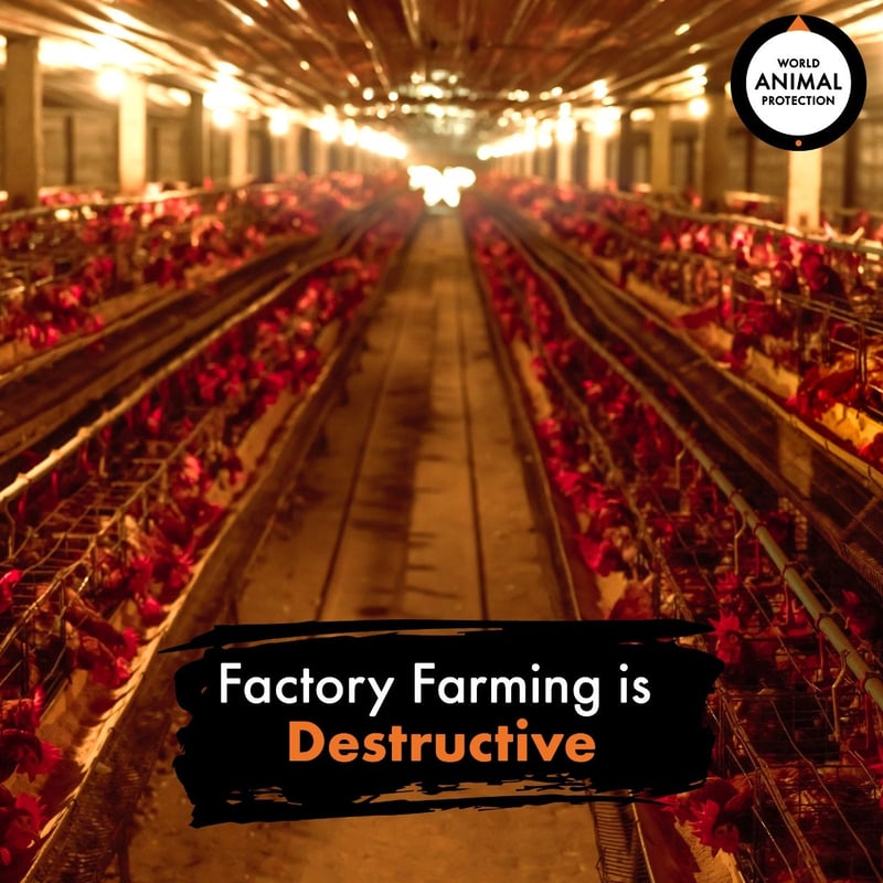 factory farming is destructive 
