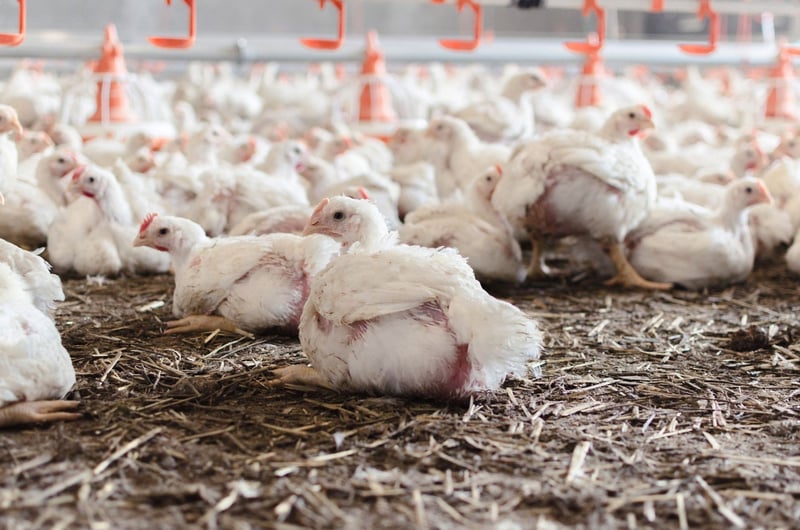 Animal farming need to end