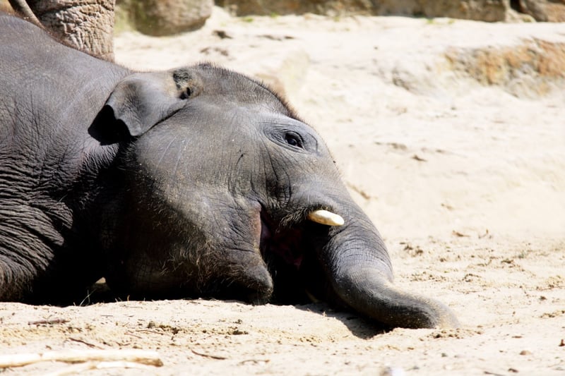 The death of a pregnant elephant who was fed a firecracker laden pineapple has sparked nationwide outrage