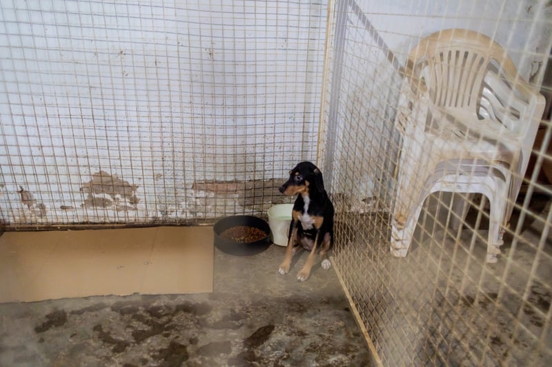 Small dog in a big cage next to a bowl of food - World Animal Protection