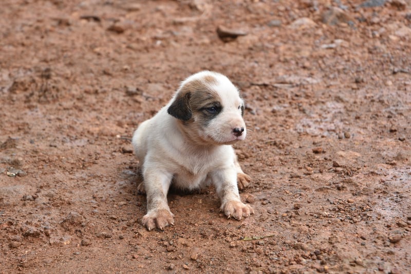 dog, Sierra Leone