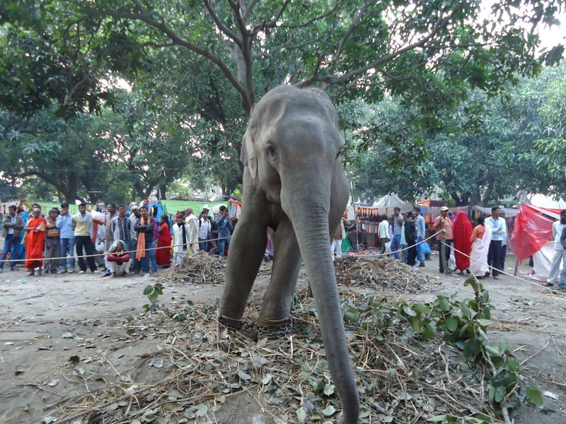 elephants in wild