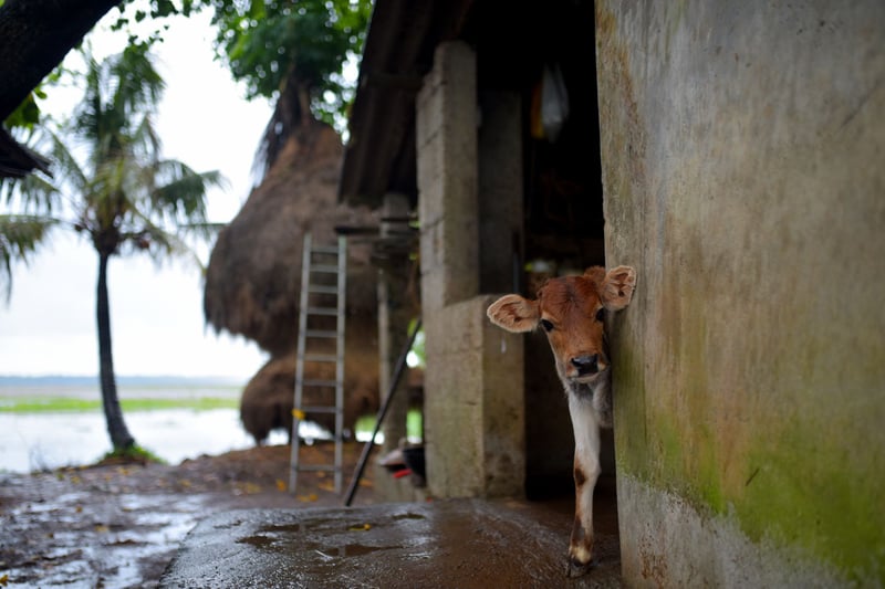 A calf in Kerala