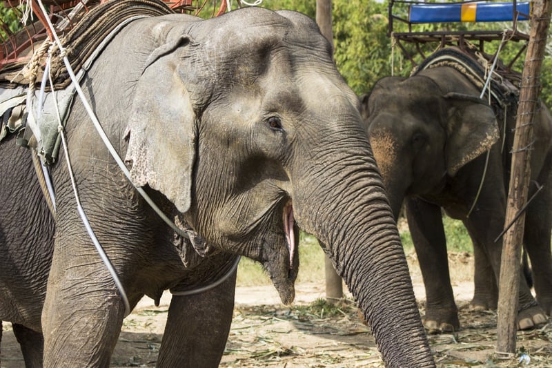 elephants at Amer Fort 