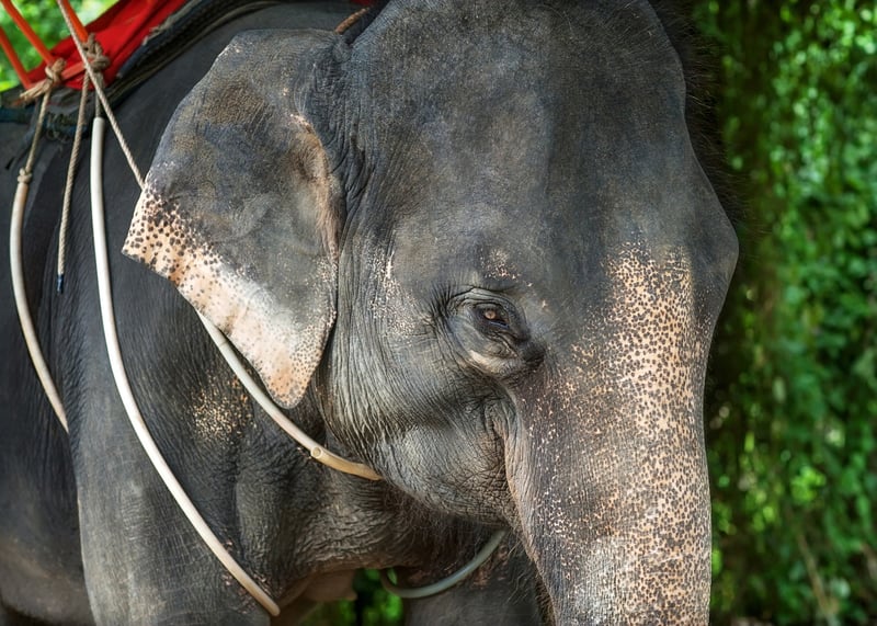 Elephant rides are cruel. An elephant chained at Amer Fort in Jaipur 