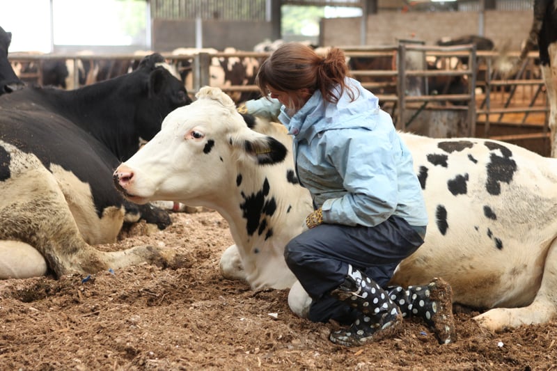 The cow's positive responses are recorded while the contact element is carried our by World Animal Protection's Helen Proctor.
