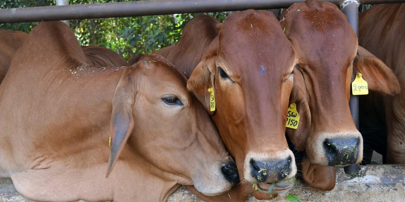 Animals in farming