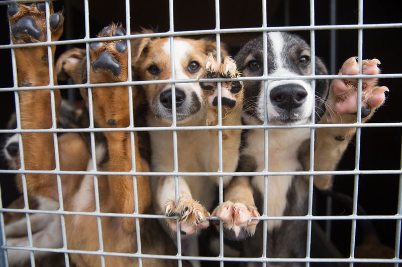 Dogs at a shelter in Brasov that cares for and re homes hundreds of stray dogs