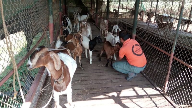 Kerala  Floods goat shelter sugarcane seed farm 