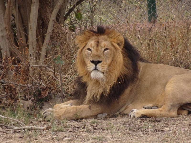 lion image by Shubhobroto Ghosh