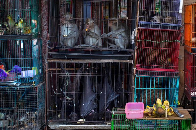 Macaques, bats, and civets at a market in Jakarta, Indonesia. Photographer: Aaron Gekoski