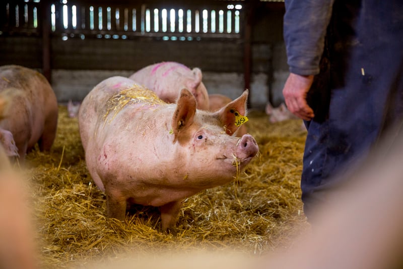 An example of good animal welfare practices at an indoor pig farm in the UK