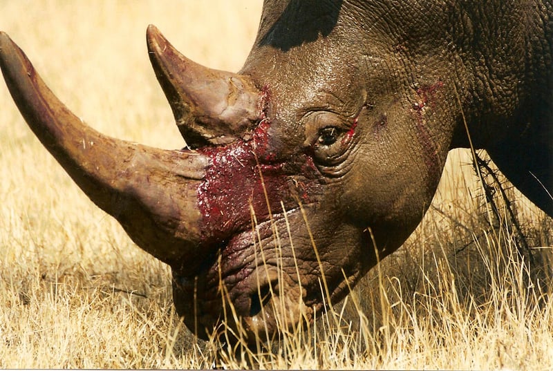 Rhinos are killed for their horns