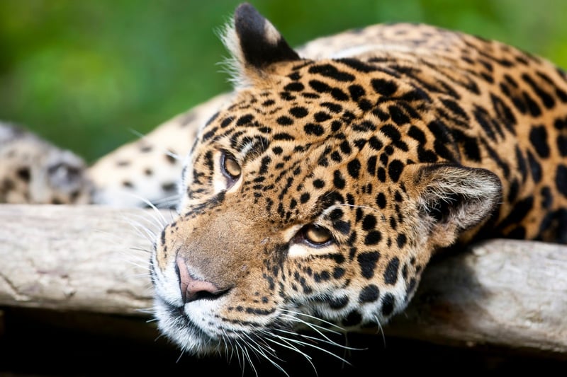 Jaguar i naturen