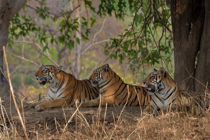 Tigers resting in the wild in Tadoba Tiger Reserve by Shreya Singha Ray