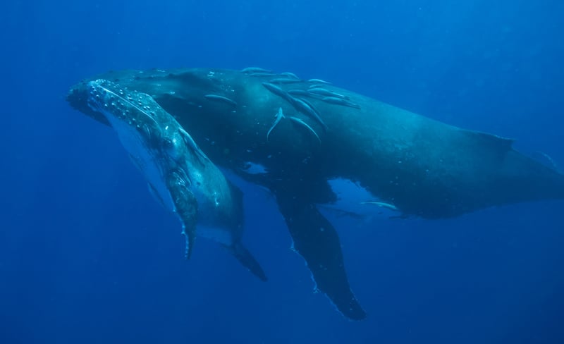 Japan banned from whale hunting research