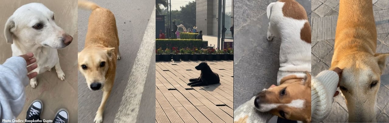 Street dogs resting and interacting in an urban Indian setting, reflecting everyday animal welfare realities