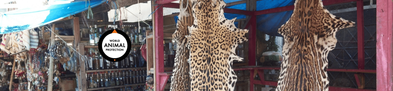 A street market in Peru with leopard skins and other animal products hanging