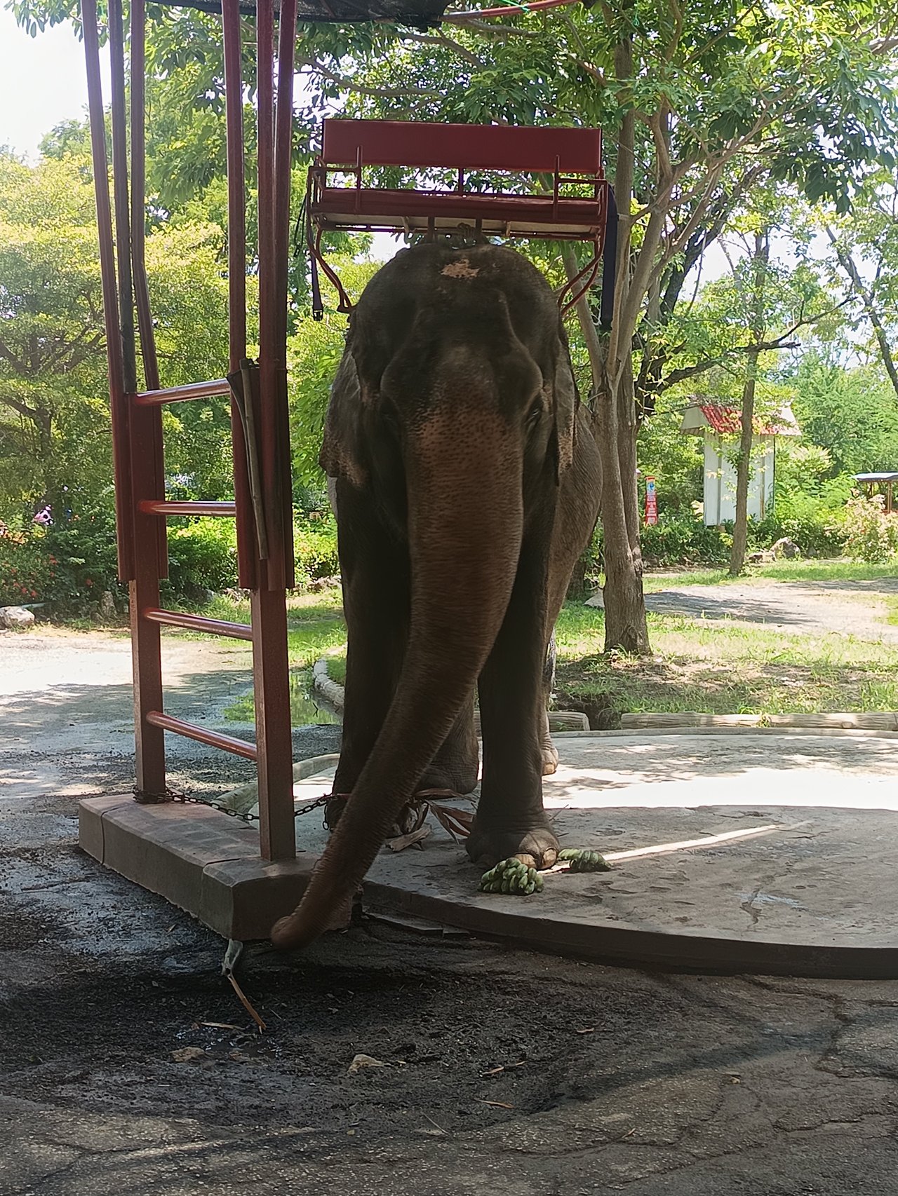 Elephant in Samutprakarn Crocodile Farm and Zoo in Bangkok in Thailand captured by Abhishek Shankhwar