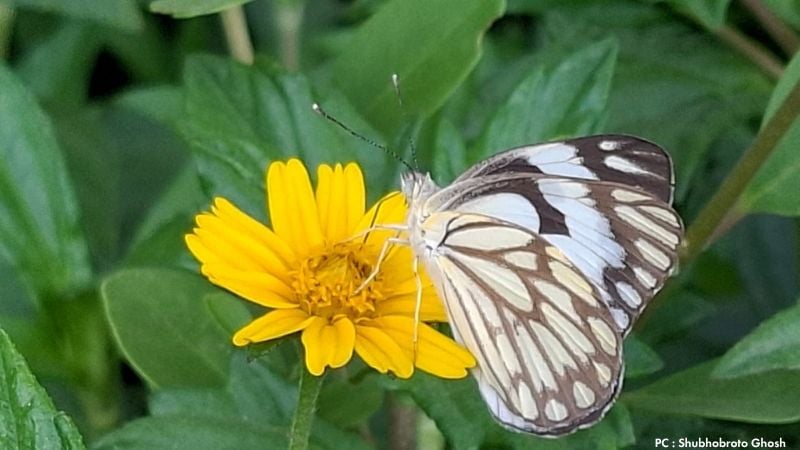 Butterfly in Etawah Safari Park