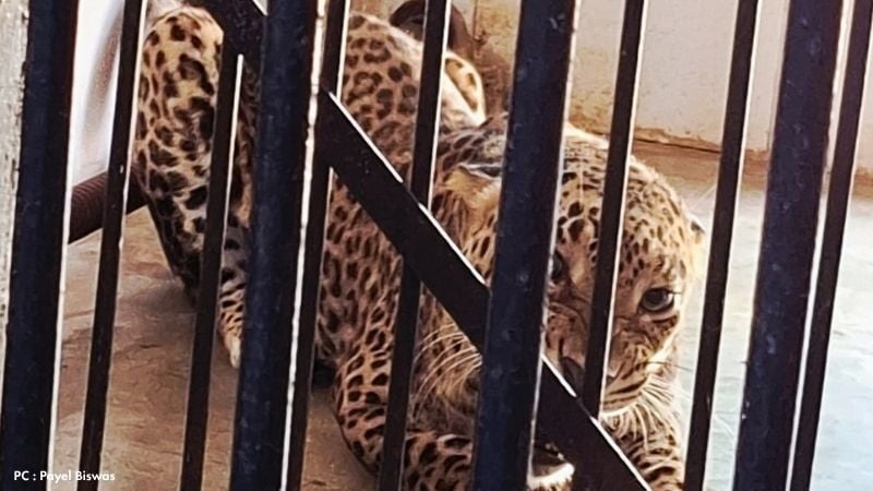 Rescued Leopard in Etawah Safari Park