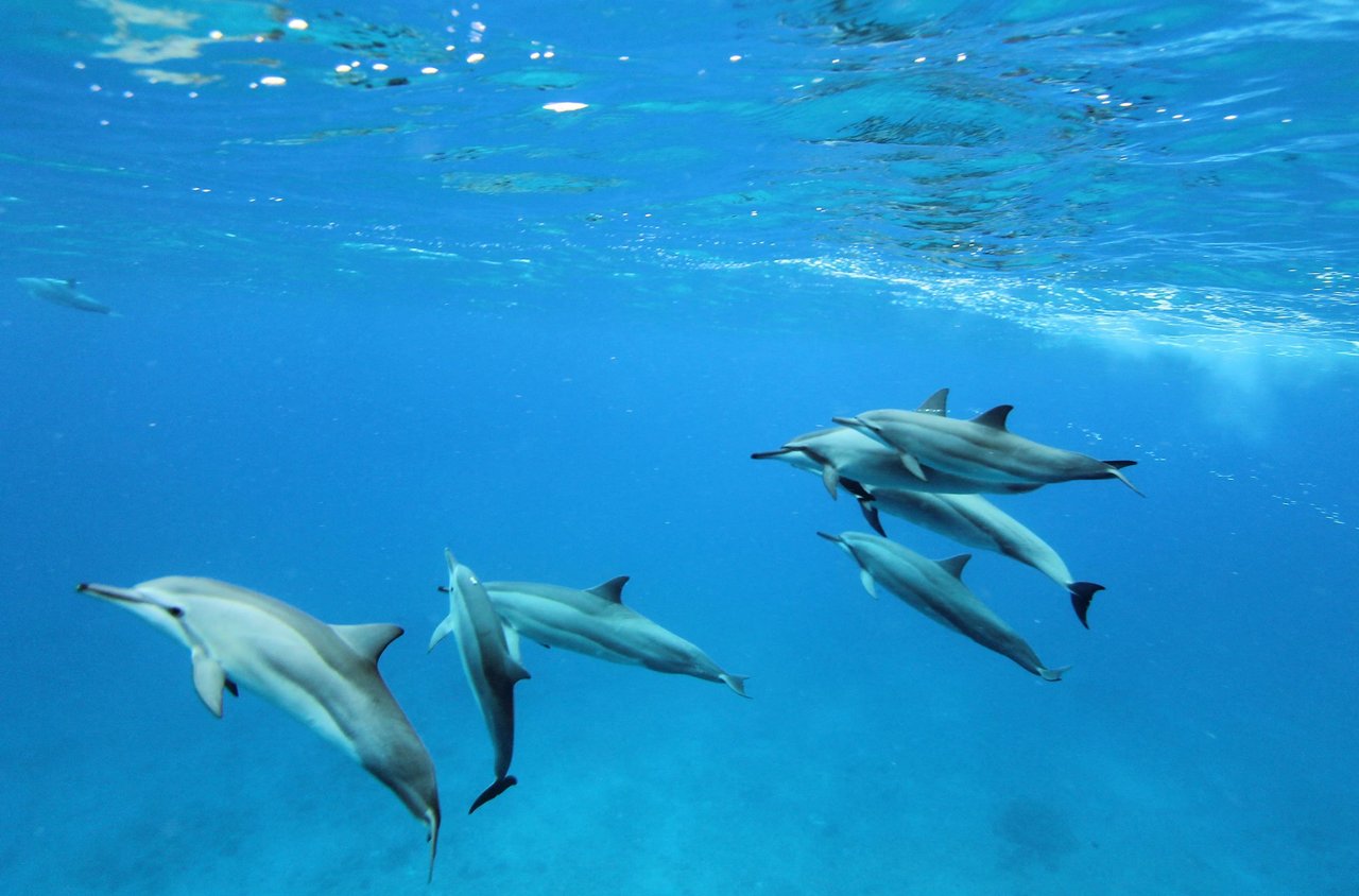 Pod of spinner dolphins off the west coast of Oahu, Hawaii