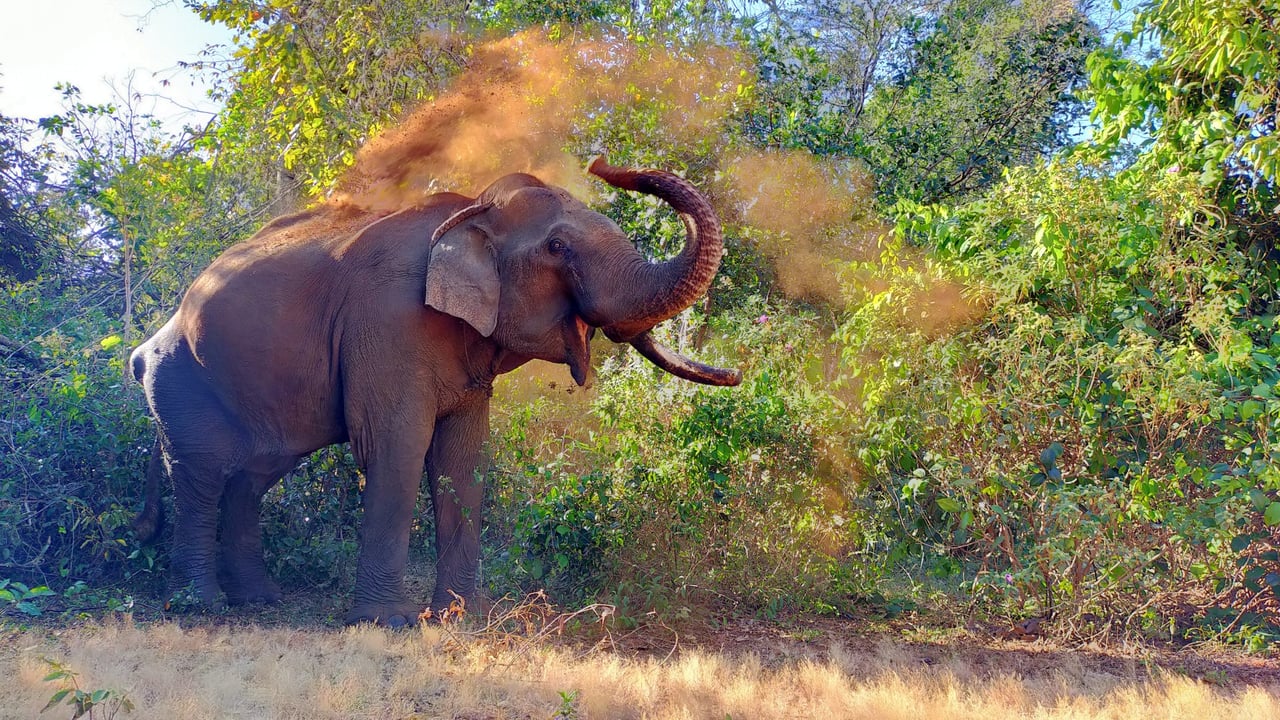 Hen, Elephant Valley Project (EVP) in Mondulkiri, Cambodia
