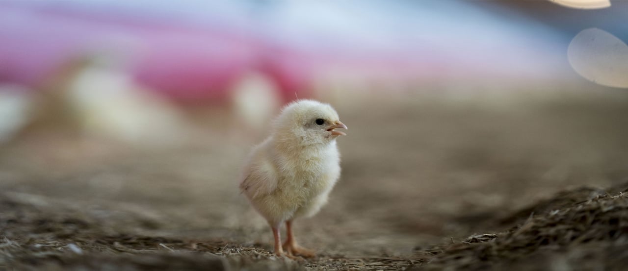 Chick at high welfare chicken farm. Credit: Valerie Kuypers