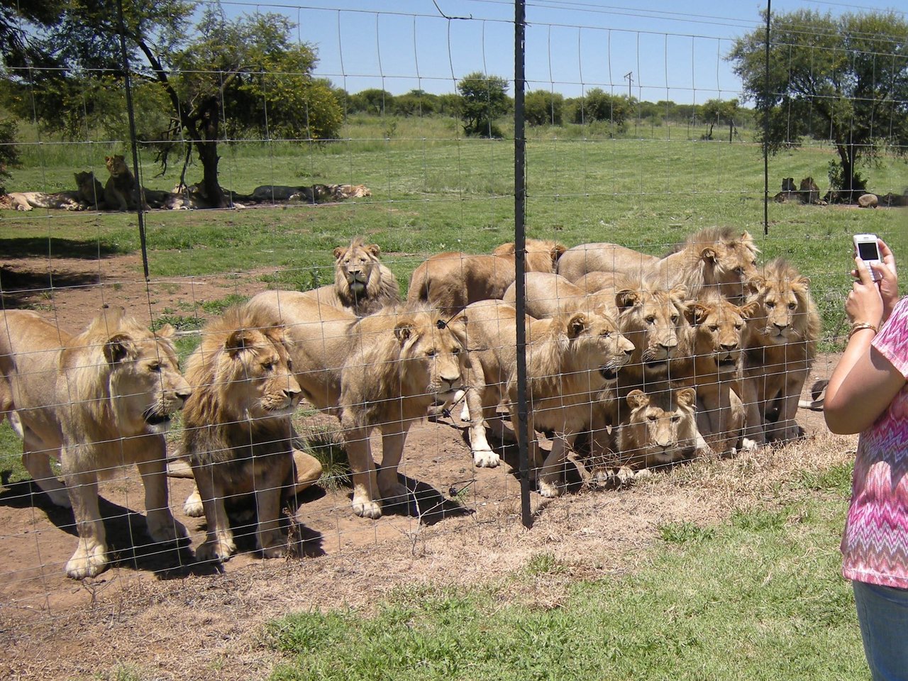 Lions in a farming facility in South Africa
