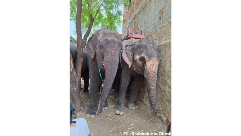 Captive elephants used for tourism activities in Jaipur, highlighting concerns about wildlife exploitation.