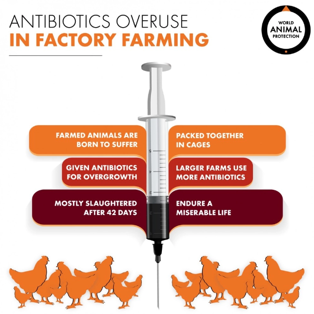 An infographic detailing how antibiotic overuse is an issue in factory farming