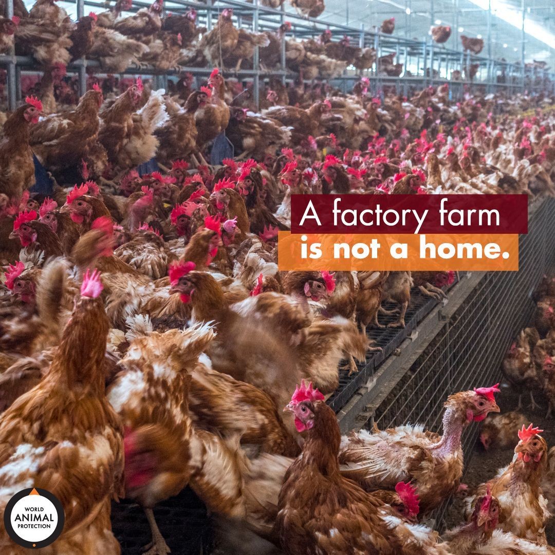 Hundreds of chickens crowded into a factory farm